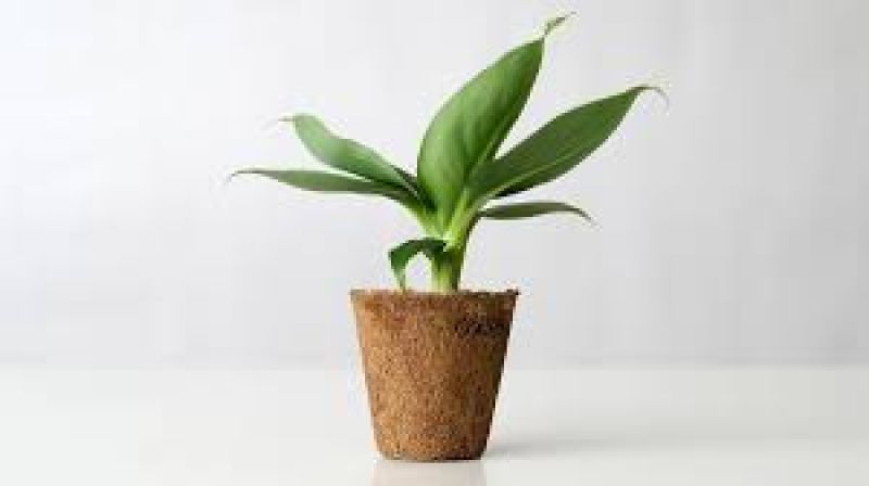 Phytochemicals in plant extracts potential fighter for Covid infection: PU study