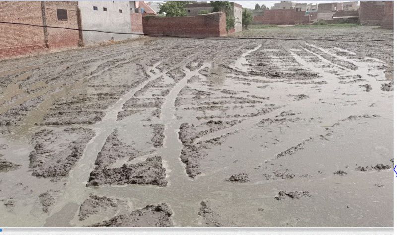 Farmers uproot paddy from BJP leader Harjeet Grewal's field