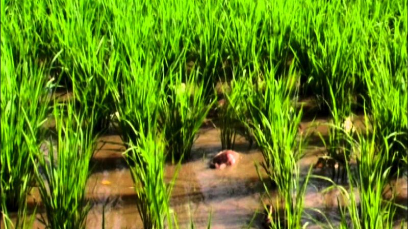 paddy farming 