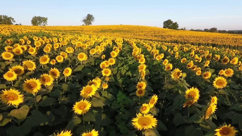 Sunflower Farming