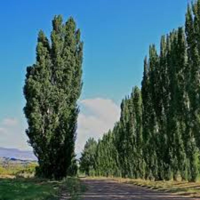 Poplar Trees