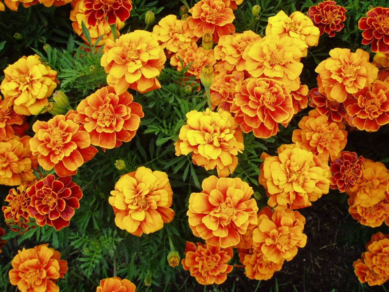 Marigold Flower Cultivation
