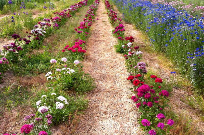 flowers farming