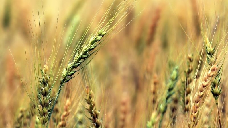 Wheat 