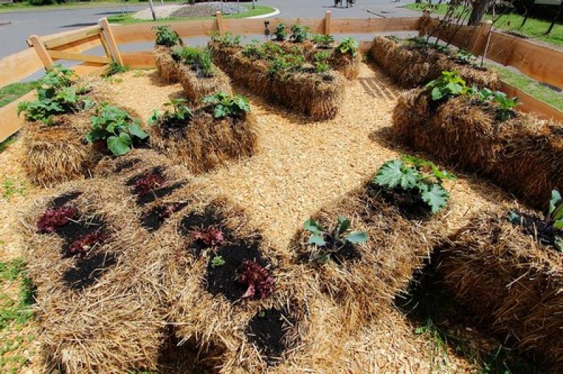 Straw can also be used as mulching in gardens