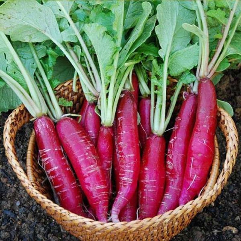  Red Radish farming