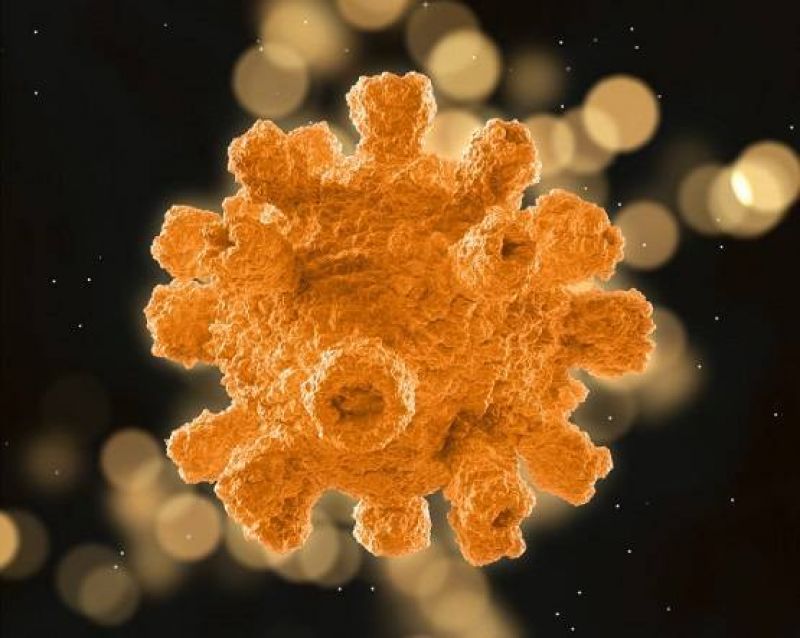 Corona Virus