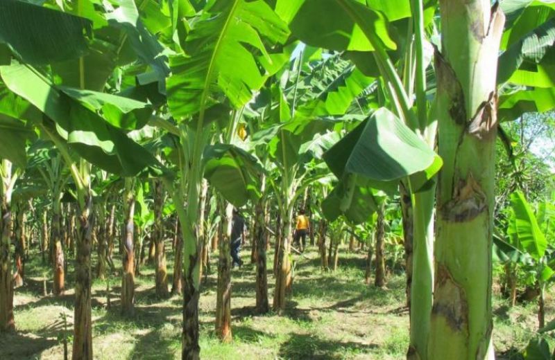 banana farming
