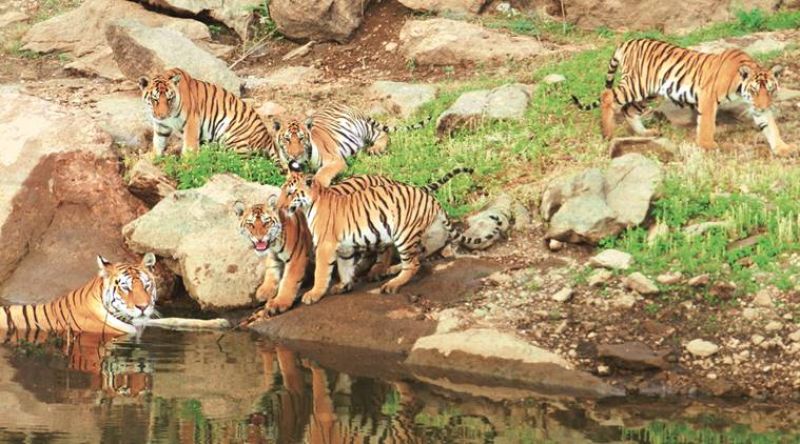 Pench Tiger Reserve