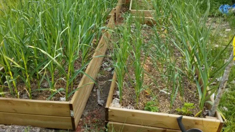 Asparagus Agriculture