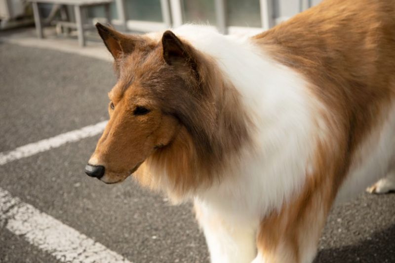  Man-made dog costs Rs 12 lakh in Japan
