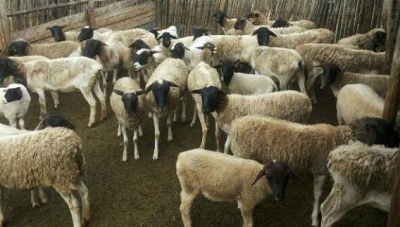 Sheep Farming