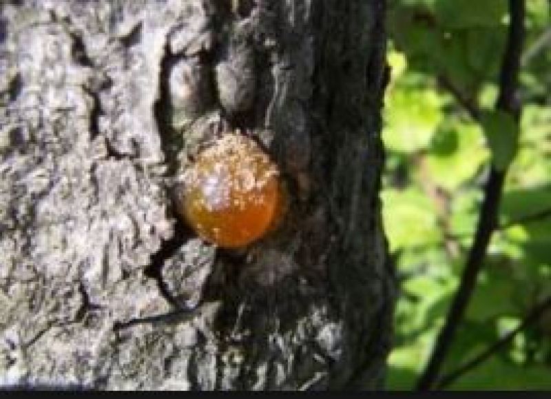 ਕਿੱਕਰ ਦਾ ਗੂੰਦ 