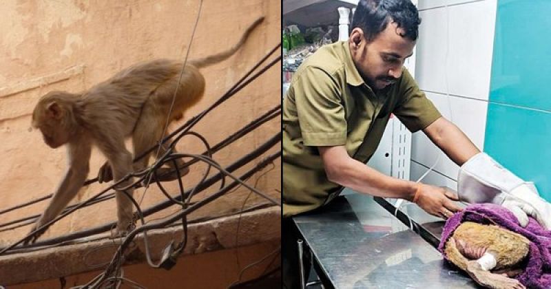 Monkey under treatment