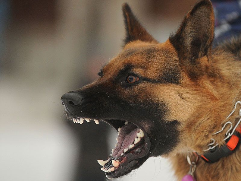 Infant was bitten 20 times by Dog