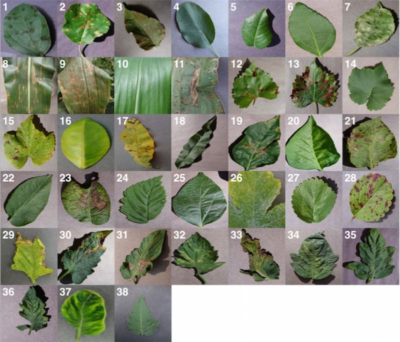 Smartphone device identifies plant diseases