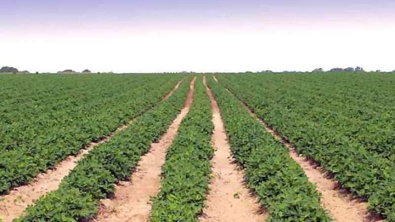 cotton crop