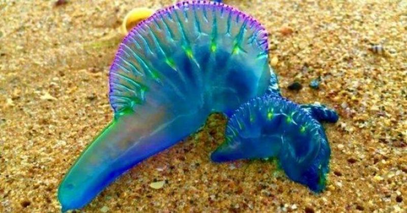 Blue bottle jellyfish