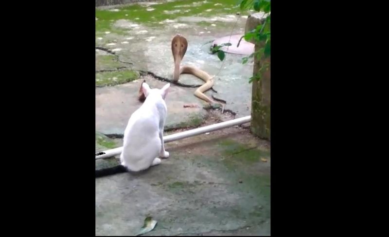 Loyalty: Cat fights with cobra to save owner's life, video viral