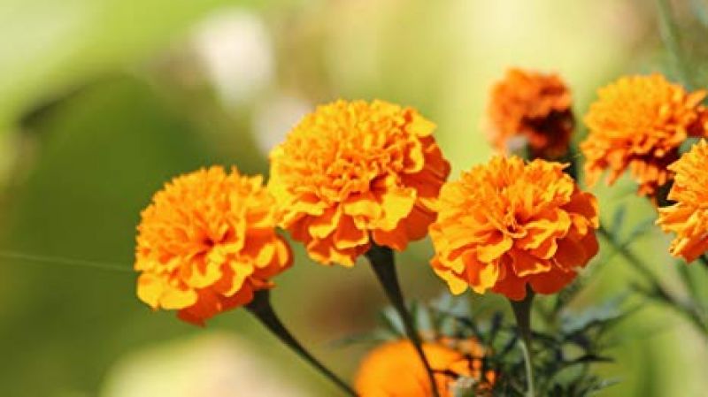 Marigold Flower Cultivation