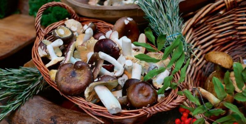 mashroom basket recipe