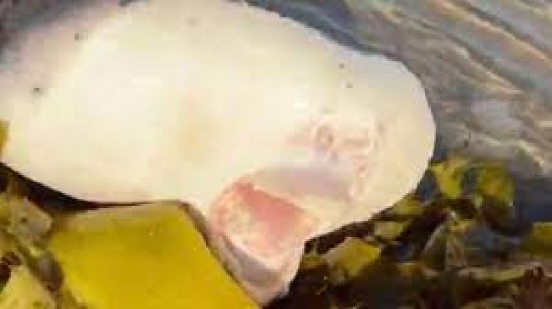 Mysterious creature with human-like lips washes up on Australian beach, pic surfaces 