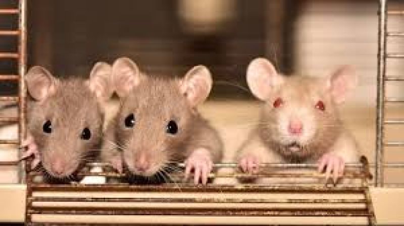 ‘Rat epidemic’ declared in New South Wales,