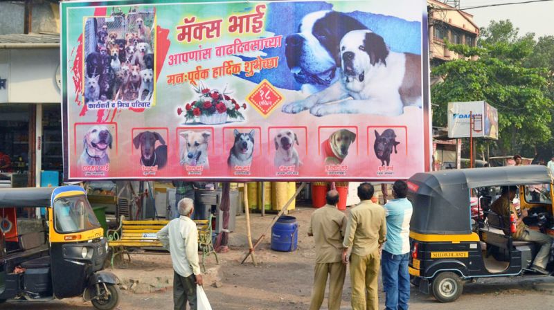  hoarding for dog's birthday