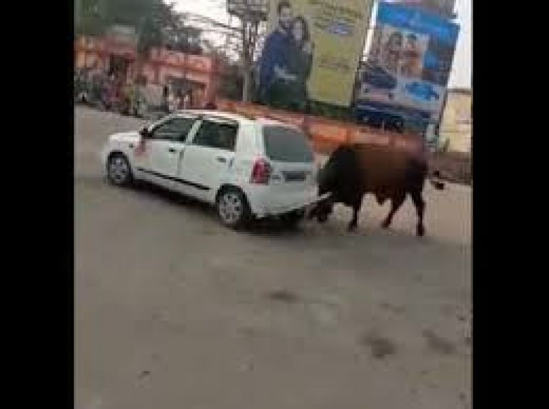 Viral Video of Bull