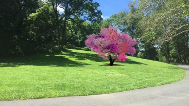 tree that has 40 different fruits
