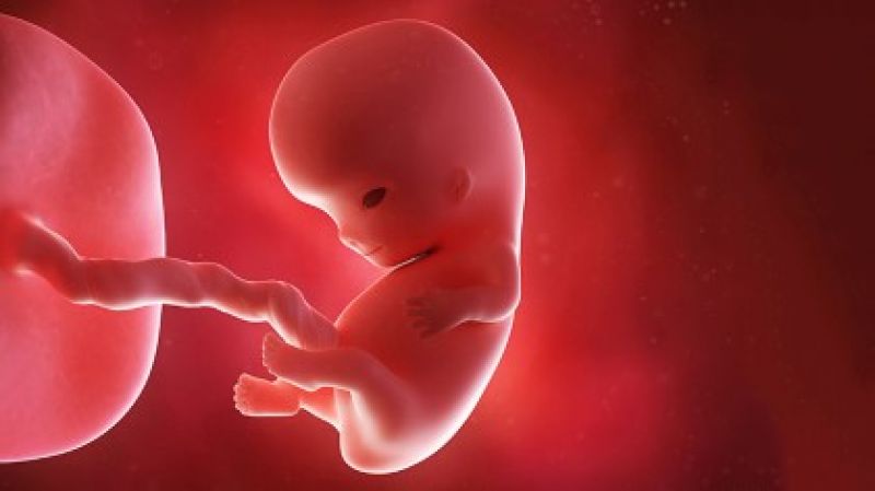 Now Embryo's 3D photo is possible to taken