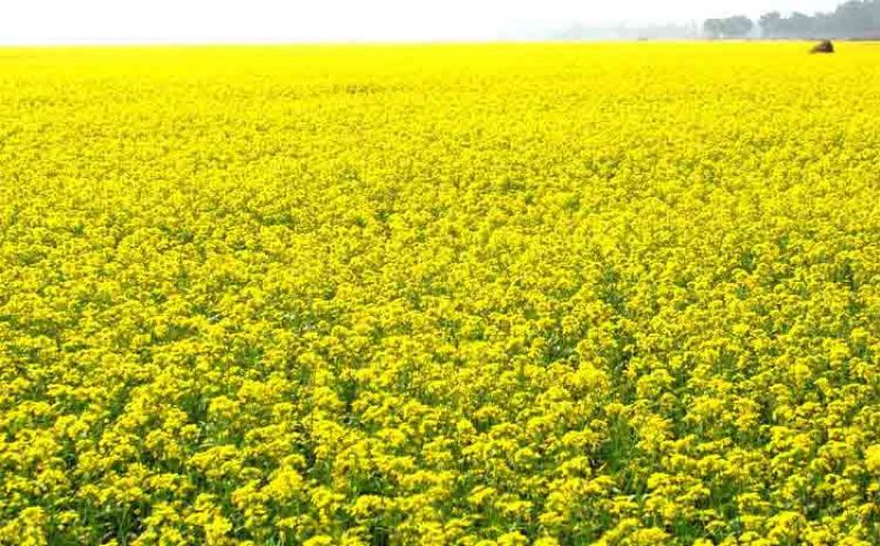 ਗੋਭੀ ਸਰ੍ਹੋਂ ਅਤੇ ਤੋਰੀਆ