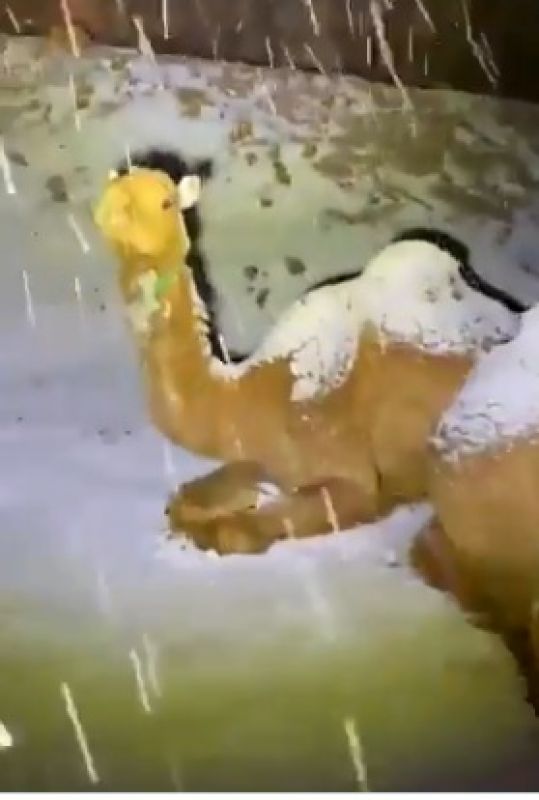 snow on camels