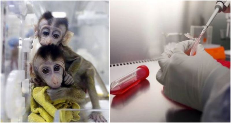 Moderna vaccine certified to protect monkeys against Coronavirus during study