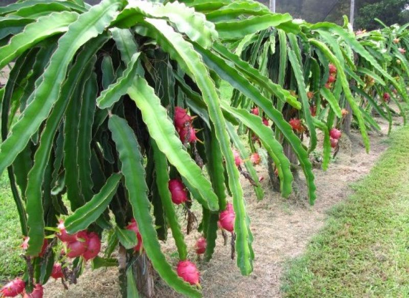 Dragon Fruit 