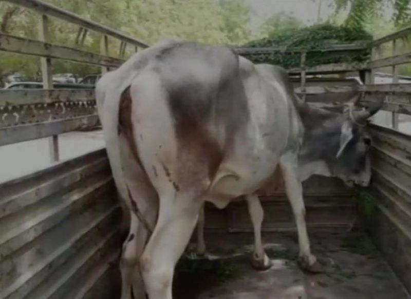 Cow brought to Rajasthan court in ownership case