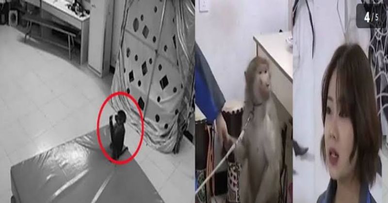 Monkey does online shopping from phone