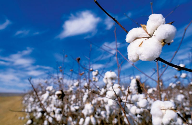 Cotton Farming