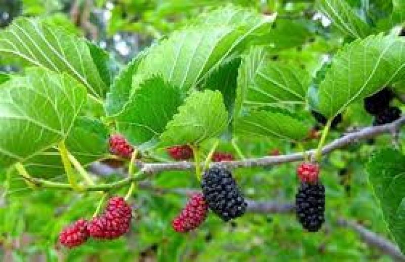 Mo mulberry cultivation
