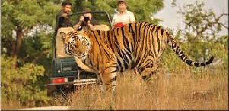 Safari at Rajaji Tiger Reserve