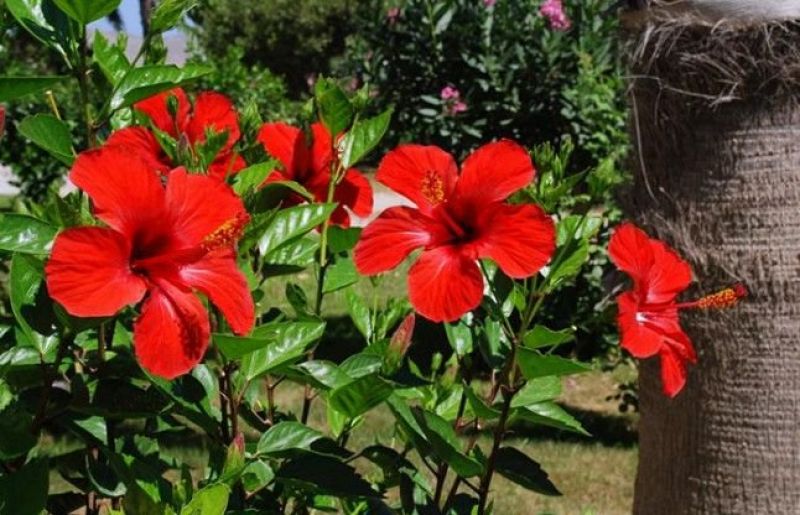 Hibiscus flower