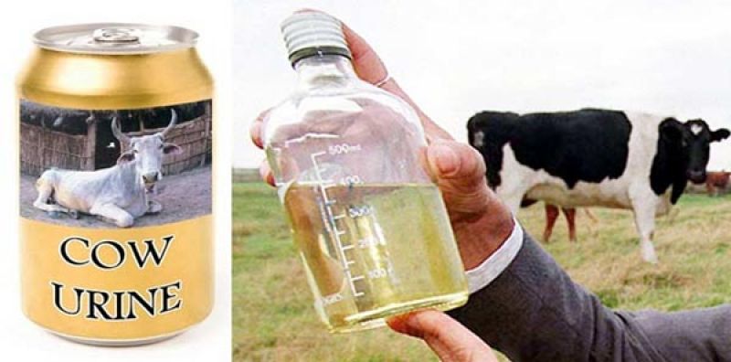 Cow urine