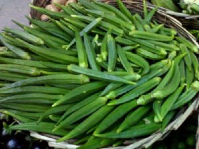 okra cultivation