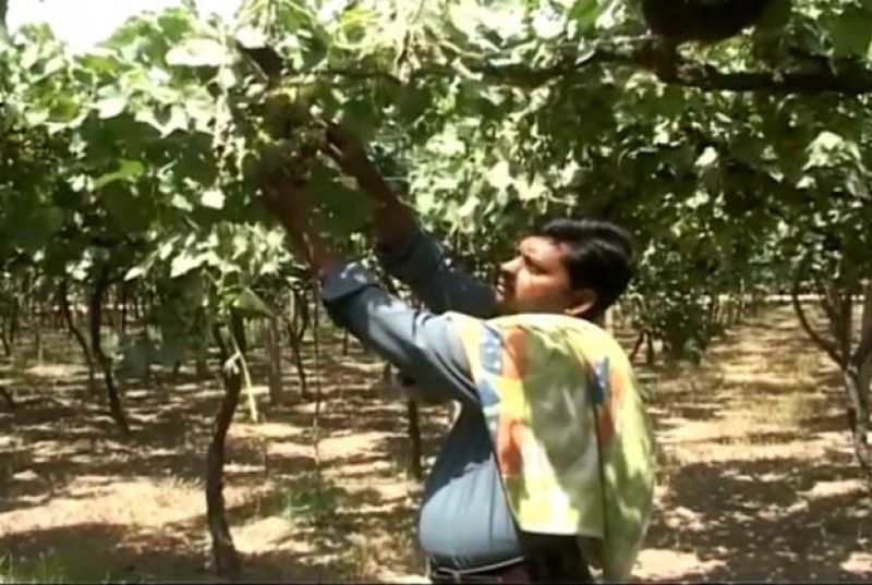 Grapes Farming 