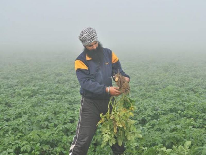 Damage to the fog crop