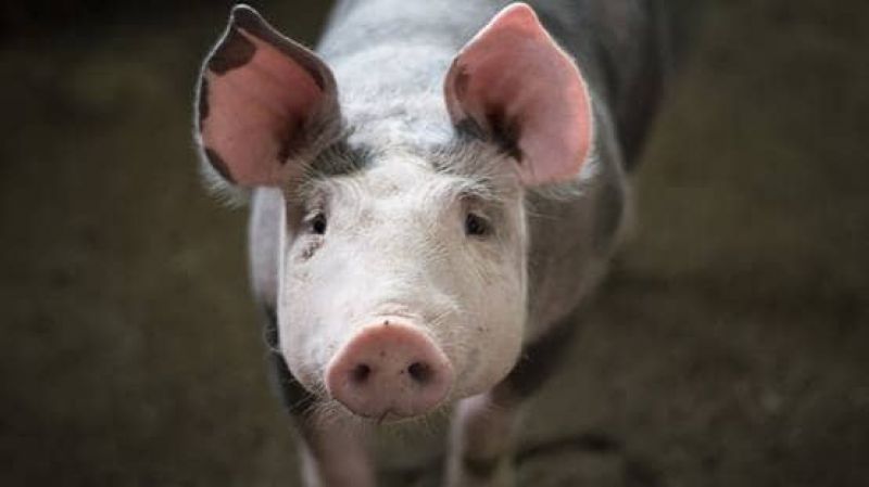 Pig hearts transplant human Sir Terence English