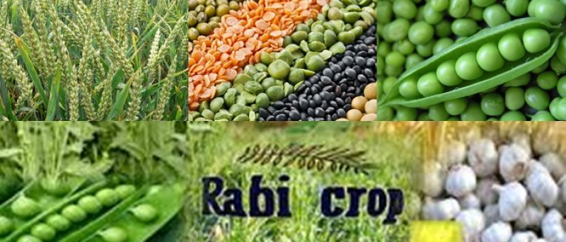 Rabi Crops