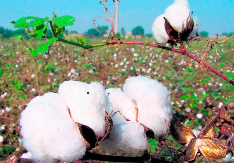 Cotton Crop