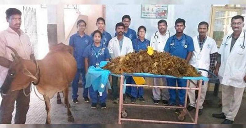 52 kg plastic from cows