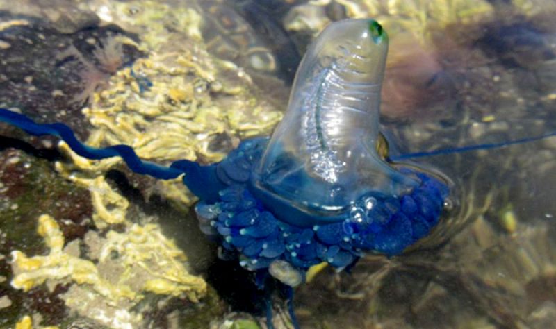 Blue bottle jellyfish
